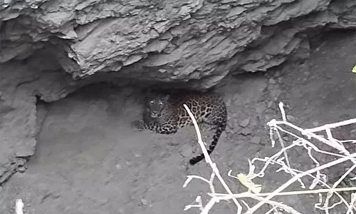 100 அடி ஆழ கிணற்றில் தவறி விழுந்த சிறுத்தை: மயக்க ஊசி செலுத்தி பிடிக்க வனத்துறையினர் முயற்சி