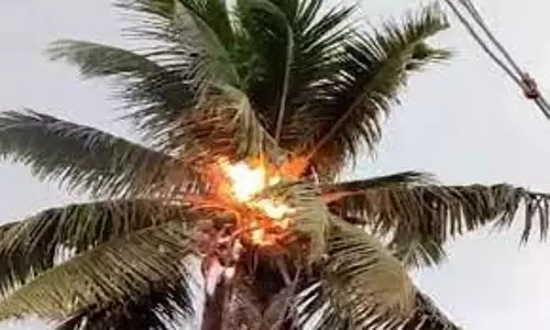 தென்னை மரங்களில் திடீர் தீ