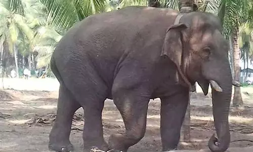 மக்னா யானையை விரட்ட கும்கி சின்னத்தம்பி யானை வரவழைப்பு