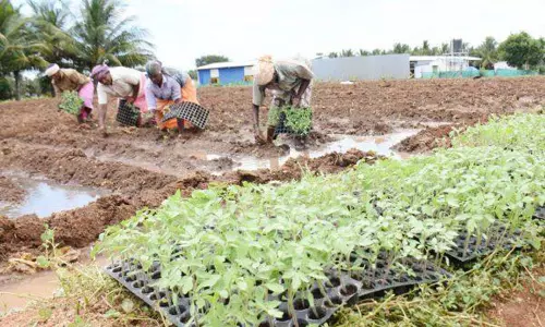 உற்பத்தியை அதிகரிக்க 15 லட்சம் தக்காளி நாற்றுகளை இலவசமாக வழங்க நடவடிக்கை