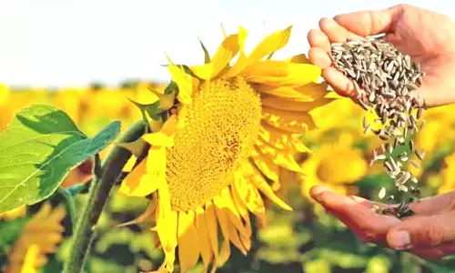 வெள்ளக்கோவில் ஒழுங்குமுறை விற்பனைக்கூடத்தில் ரூ.21.46 லட்சத்துக்கு சூரியகாந்தி விதை விற்பனை