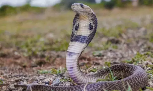 காங்கயம் அருகே பாம்பு கடித்து மூதாட்டி சாவு