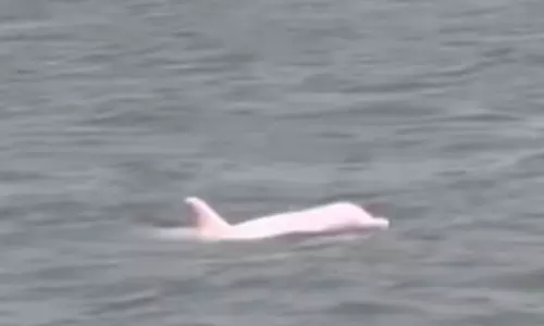 கடற்கரையில் நீந்திய அரிய வகை டால்பின்கள்