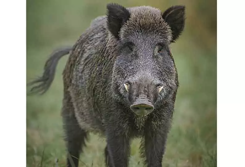 காட்டுப்பன்றியை வேட்டையாடிய 5 பேர் காட்டுப்பன்றியை வேட்டையாடிய 5 பேர்