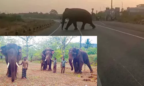 ஆனைமலை அருகே சுற்றி திரியும் மக்னா யானையை மயக்க ஊசி செலுத்தி பிடிக்க முடிவு