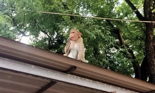அருணாச்சலம் சினிமா பாணியில் நகராட்சி ஊழியரின் வாகன சாவியை எடுத்துச்சென்ற குரங்கு