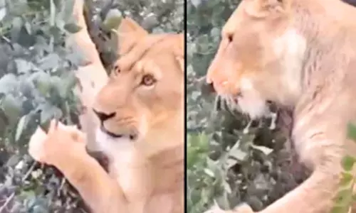 இலை, தழைகளை சாப்பிடும் சிங்கம்