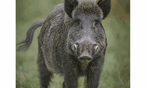 காட்டுப்பன்றியை வேட்டையாடிய 5 பேர்