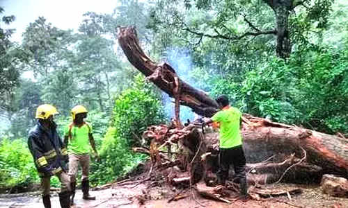 கூடலூா் அருகே நடுரோட்டில் சாய்ந்த மரத்தால் 2 மணி நேரம் போக்குவரத்து பாதிப்பு