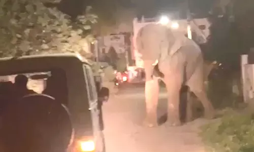 கோவை அருகே ஊருக்குள் புகுந்து வாகனங்களை மறித்த ஒற்றை யானை