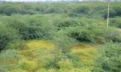 சீமைக்கருவேல மரங்கள் அகற்ற நடவடிக்கை எடுக்கப்படும்