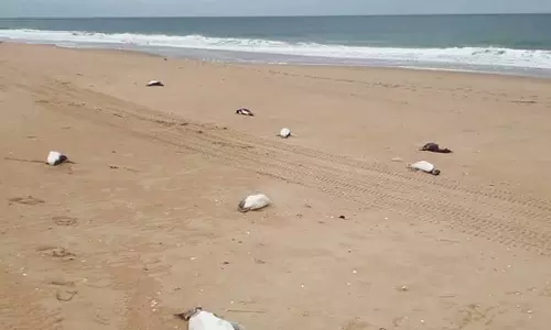 2000 பென்குயின்கள் மர்மமான முறையில் இறப்பு: கடற்கரையோரம் ஒதுங்கிய சோகம்