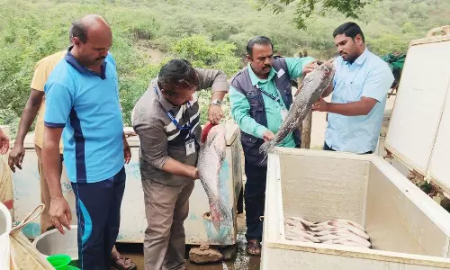 ஒகேனக்கல் சுற்றுலா தளத்தில் ஆய்வு: 5 கடைகளில் 195 கிலோ கெட்டுப் போன மீன்கள் பறிமுதல் உணவு பாதுகாப்பு துறை அதிகாரிகள் அதிரடி