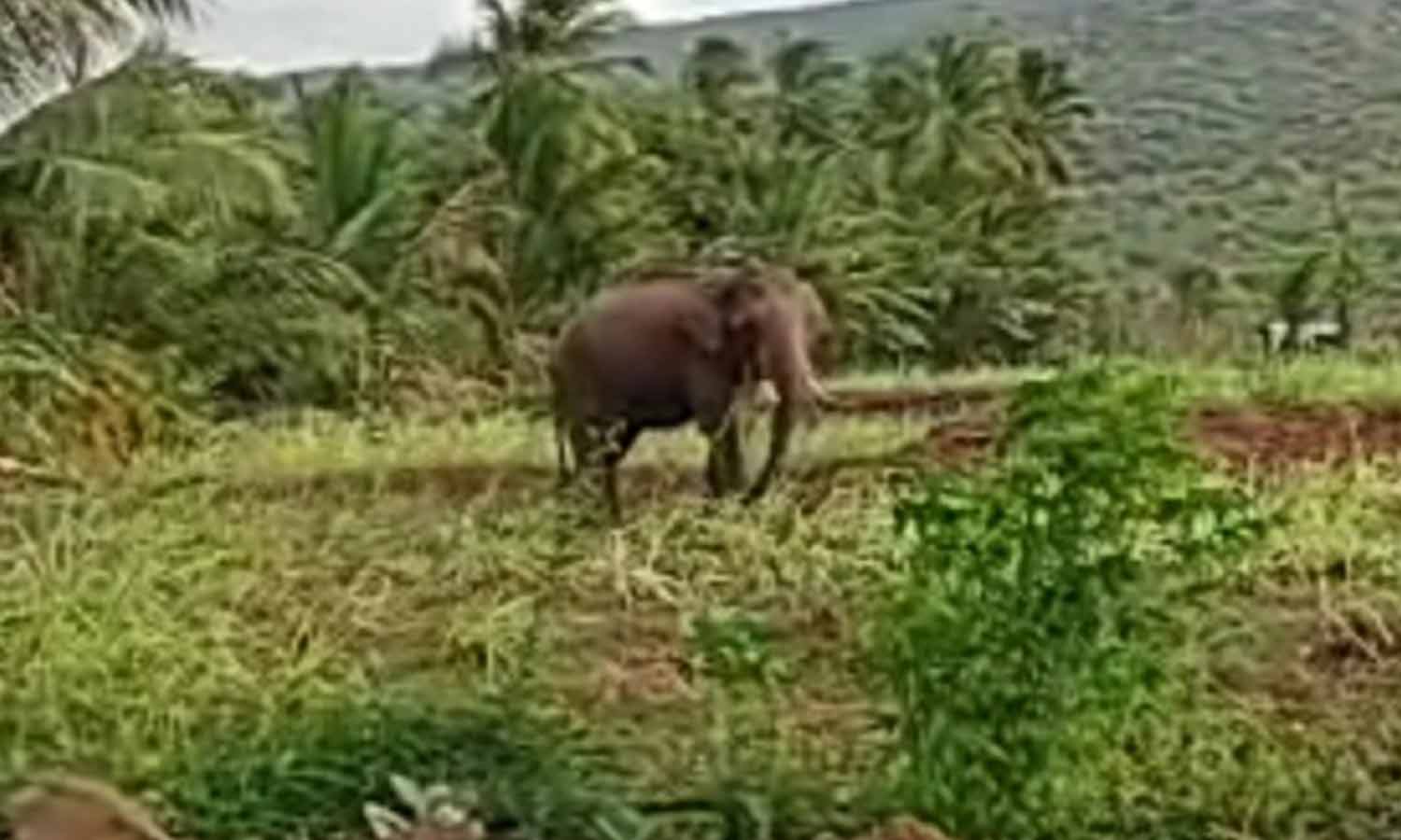 விளை நிலங்களில் சுற்றி திரியும் காட்டு யானை