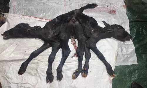 பழனி அருகே 2 தலை, 7 கால்களுடன் பிறந்த அதிசய கன்றுக்குட்டி