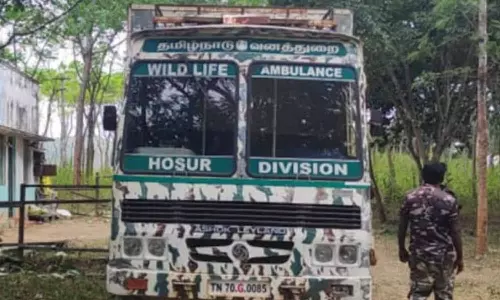 ஒற்றைக்காட்டு யானையை மயக்க ஊசி செலுத்தி பிடிக்க வனத்துறையினர் முடிவு- மருத்துவ குழுவினர் வரவழைப்பு