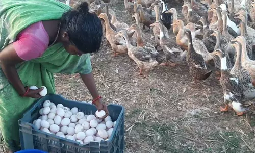 உற்பத்தி குறைவால் வாத்து முட்டை விலை உயர்வு