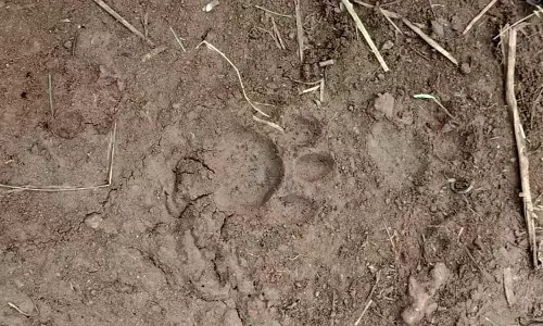 கன்றுக்குட்டியை கடித்து கவ்வி சென்ற சிறுத்தையால் பரபரப்பு- கிராம மக்கள் அச்சம்