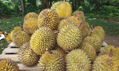 குன்னூரில் துரியன் பழ சீசன் தொடங்கியது- ஆர்வத்துடன் வாங்கி செல்லும் சுற்றுலா பயணிகள்