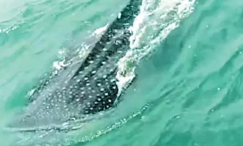 சதுரங்கப்பட்டினத்தில் கடற்கரையில் சுற்றி திரியும் ராட்சத திமிங்கலங்கள்