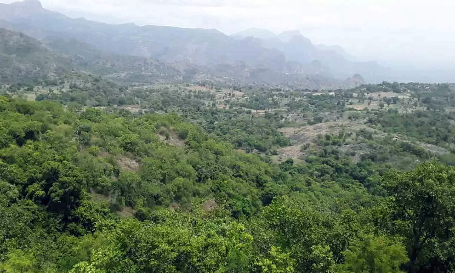 சாரல் மழையால் பசுமைக்கு திரும்பும் உடுமலை வனப்பகுதி