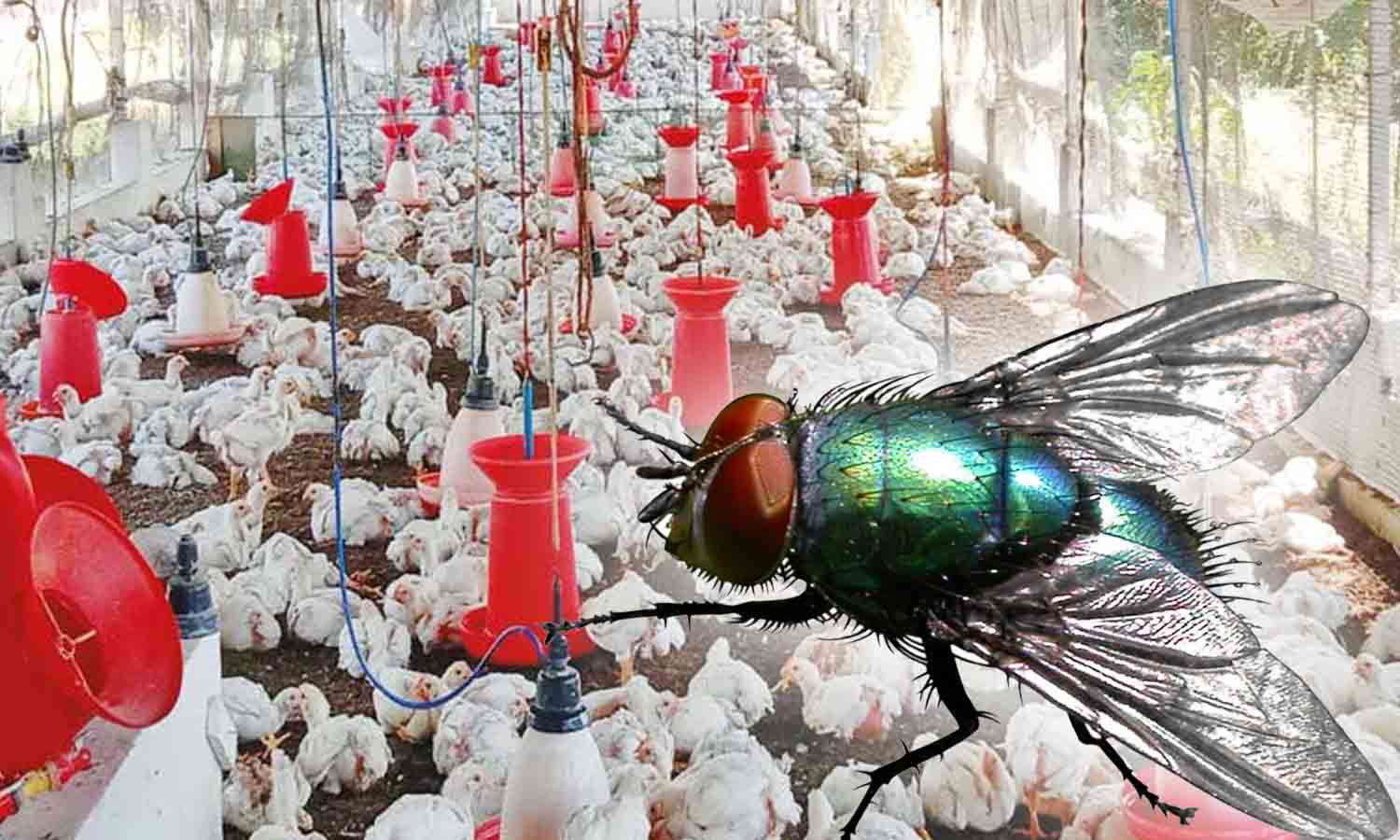 கோழிப்பண்ணையில் இருந்து வெளியேறும் பூச்சிகளால் பொதுமக்கள் பாதிப்பு