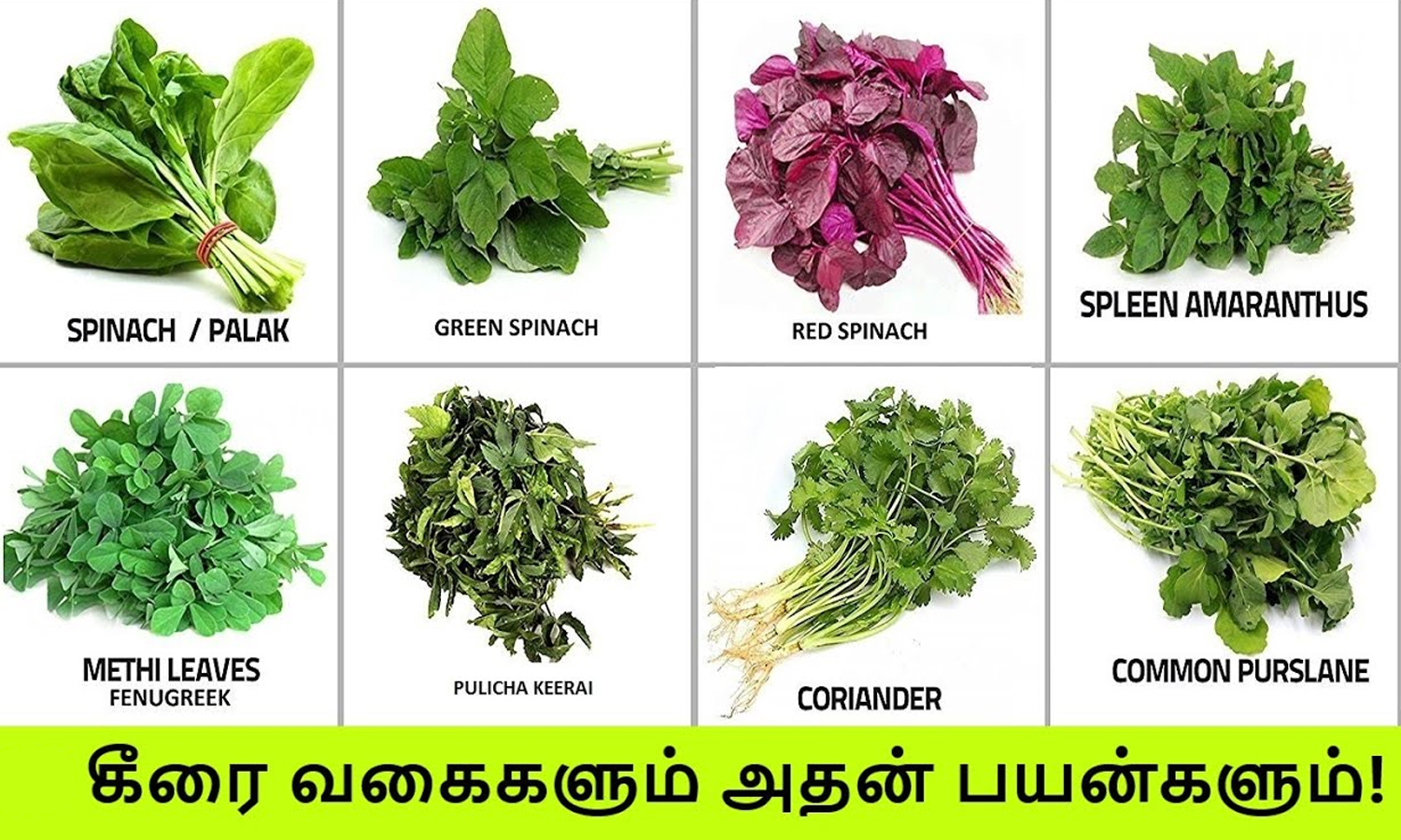 கீரையின் வகைகளும்... சத்துக்களும்... | Types of Spinach Keerai Nutrients
