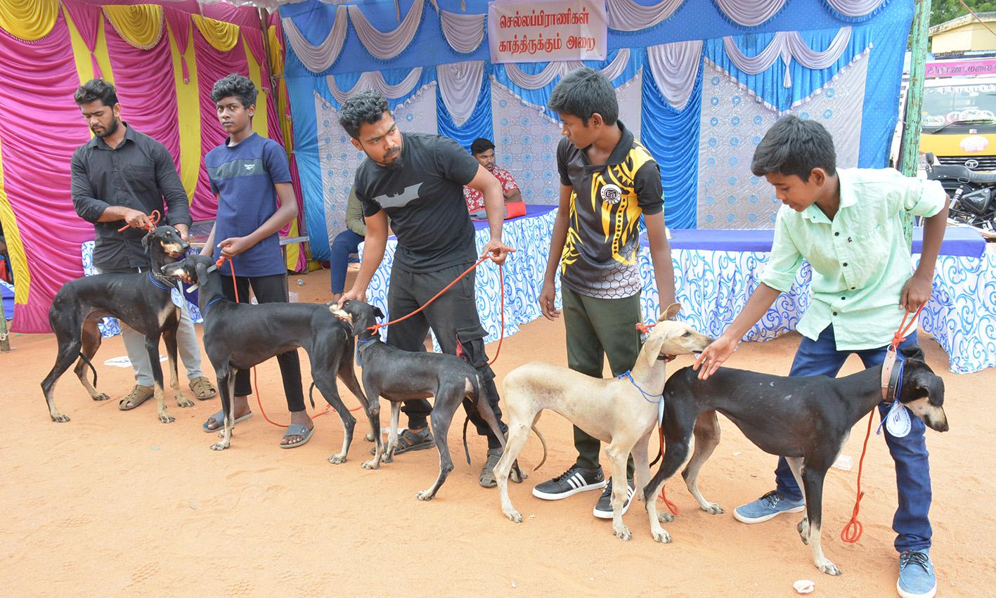 Pertunjukan anjing di Krishnagiri