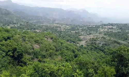 சாரல் மழையால் பசுமைக்கு திரும்பும் உடுமலை வனப்பகுதி