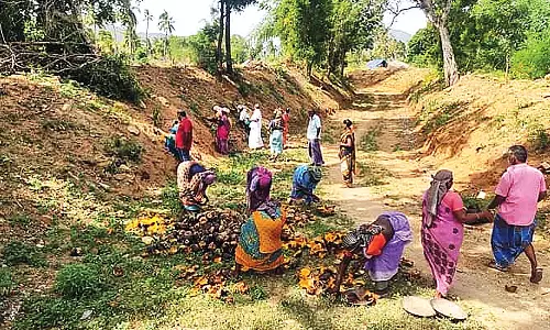 வாழப்பாடி அருகே பனை விதைகளை சேகரித்து நீர் நிலைகளில் விதைத்த மக்கள்
