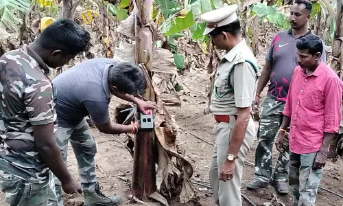 டி.என்.பாளையம் அருகே தோட்டத்தில் புகுந்து கன்று குட்டியை கொன்ற சிறுத்தை