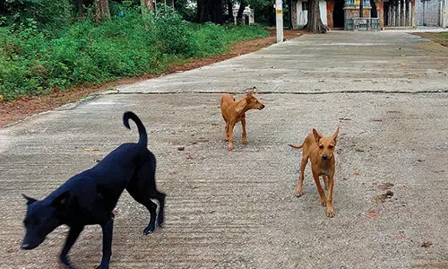 திருத்தணியில் ஒரு வாரத்தில் 10 பேரை கடித்து குதறிய நாய்கள்- பொதுமக்கள் அச்சம்