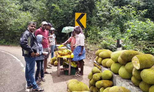 குஞ்சப்பனையில் பலாப்பழம் விற்பனை மும்முரம்