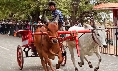 உடுமலை ரேக்ளா போட்டியில் சீறிப்பாய்ந்த காளைகள்