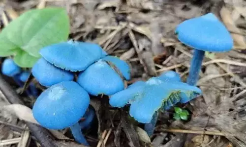 நீல நிற அரிய வகை காளான் கண்டுபிடிப்பு- மருந்து தயாரிக்க உதவுமா என ஆராய்ச்சி