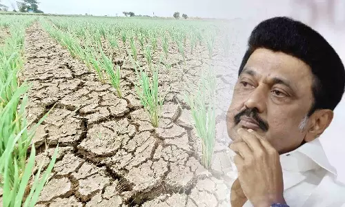 வயல்களில் வெடிப்பு ஏற்பட்டு கருகும் நெற்பயிர்களால் விவசாயிகள் கவலை- பாதிப்பு பகுதிகளை முதலமைச்சர் பார்வையிட வலியுறுத்தல்