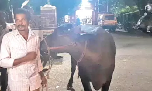 ஒரே எருமை மாட்டுக்காக சொந்தம் கொண்டாடிய 2 பேர்: பாசத்தை வைத்து தீர்ப்பு வழங்கிய போலீசார்