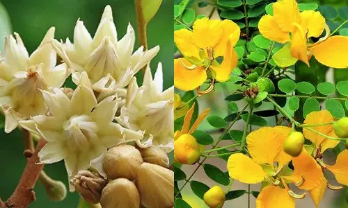 மருந்தாகும் மலர்கள்