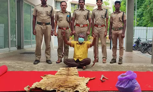 கோவையில் நாட்டு வைத்தியர் மண்ணுளி பாம்பை கொண்டு மருந்து தயாரிப்பு