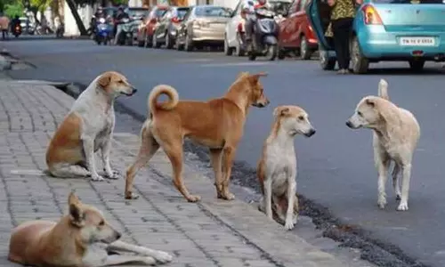 திருப்பூர் வாலிப்பாளையத்தில் சுற்றித்திரியும் தெரு நாய்களால் பொதுமக்கள் அச்சம்