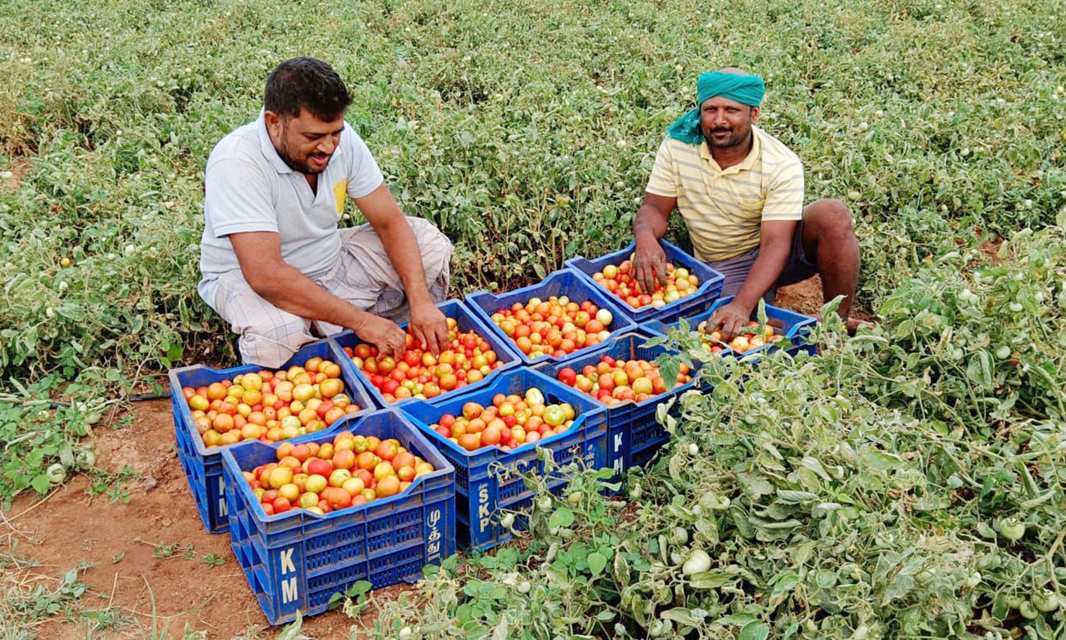 கள்ளிமந்தையத்தில் பற்றாக்குறை சமயத்தில் தக்காளி பயிரிட்டு லாபம் பார்த்த விவசாயிகள்