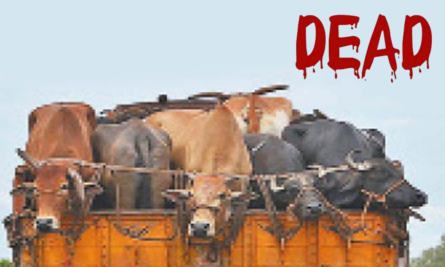 அவிநாசியில் லாரியில் இருந்து கீழே தவறி விழுந்த எருமை உயிரிழப்பு