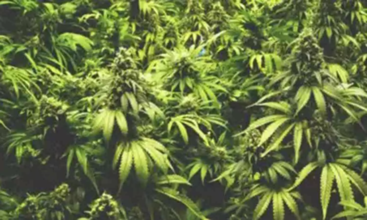 அனைத்து கல்லூரிகளிலும் பேராசிரியர்கள், மாணவர்கள் அடங்கிய போதைப்பொருள் தடுப்பு பிரிவு அனைத்து கல்லூரிகளிலும் பேராசிரியர்கள், மாணவர்கள் அடங்கிய போதைப்பொருள் தடுப்பு பிரிவு