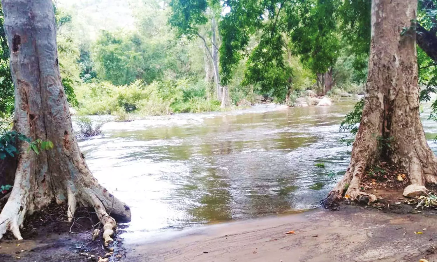 கூட்டாற்றில் தண்ணீர் வரத்து அதிகரிப்பால் தனித்தீவாக மாறிய உடுமலை வனப்பகுதி கூட்டாற்றில் தண்ணீர் வரத்து அதிகரிப்பால் தனித்தீவாக மாறிய உடுமலை வனப்பகுதி