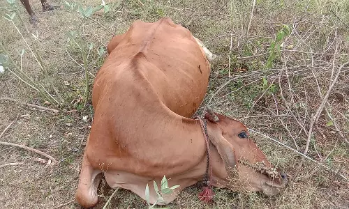 நத்தம் அருகே மின்சாரம் தாக்கி 2 பசு மாடுகள் சாவு