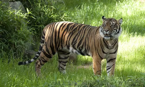 அடர்ந்த வனப்பகுதியில் இறந்து கிடந்த ஆண் புலி- வனத்துறையினர் விசாரணை