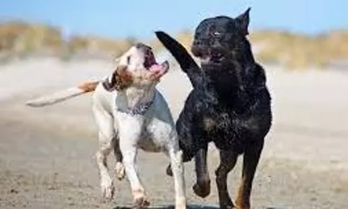 விஷம் வைத்து நாய்கள் கொலை