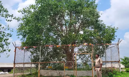 ஆண்டுக்கு ரூ.12 லட்சம் செலவு- ஒரு இலை கூட உதிராமல் பராமரிக்கப்படும் விவிஐபி மரம்