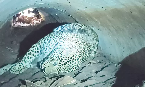 மசினகுடியில் மர்மமான முறையில் இறந்து கிடந்த சிறுத்தை