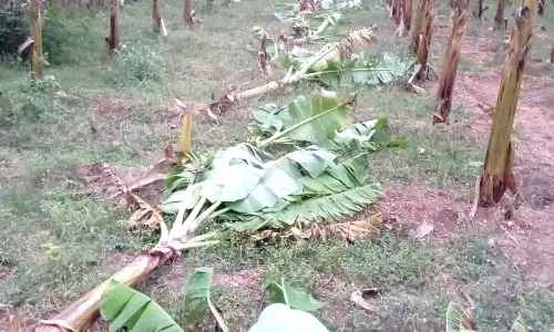 கோவையில் தோட்டத்தில் புகுந்து வாழைகளை வெட்டி சாய்த்த மர்மநபர்